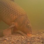 New CarpQuest Series - Under the Waves - Part 2