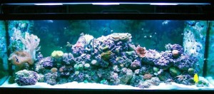 Saltwater Aquarium Living Reef Coral Fish